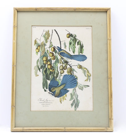 Florida Jay National Audubon Society Numbered Print